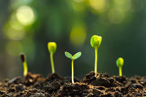 Fertilizers